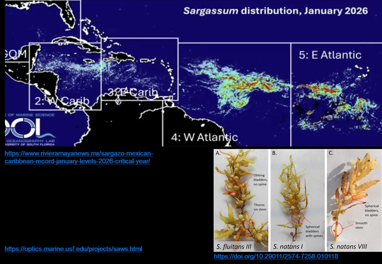 Mapa satelital de distribución del sargazo en el Caribe y el Atlántico, enero de 2026, con fotografías de los morfotipos de Sargassum fluitans y natans