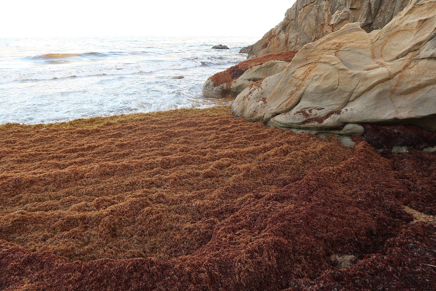 Gruesas capas de sargazo pardo cubriendo una playa del Caribe